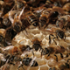 Illustration for article titled We may save the worlds food supply by creating super-bees